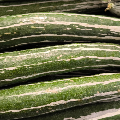 Ash Gourd