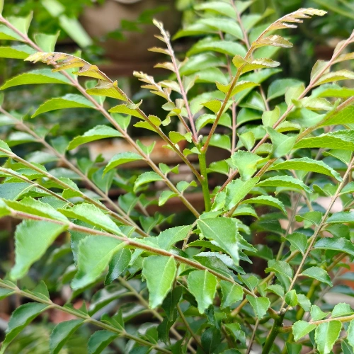 Curry Leaves